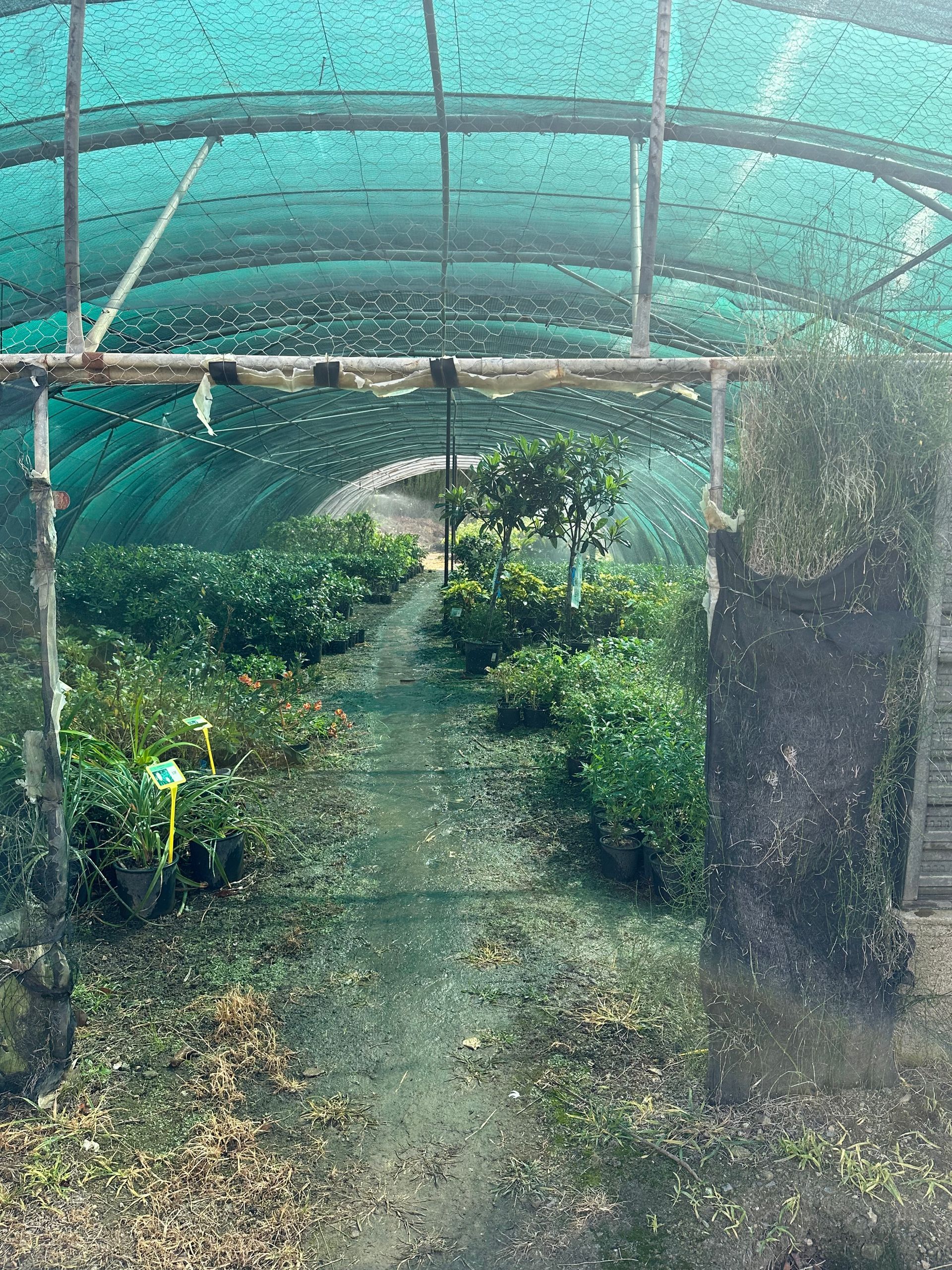 Arbres et plantes sous des serres