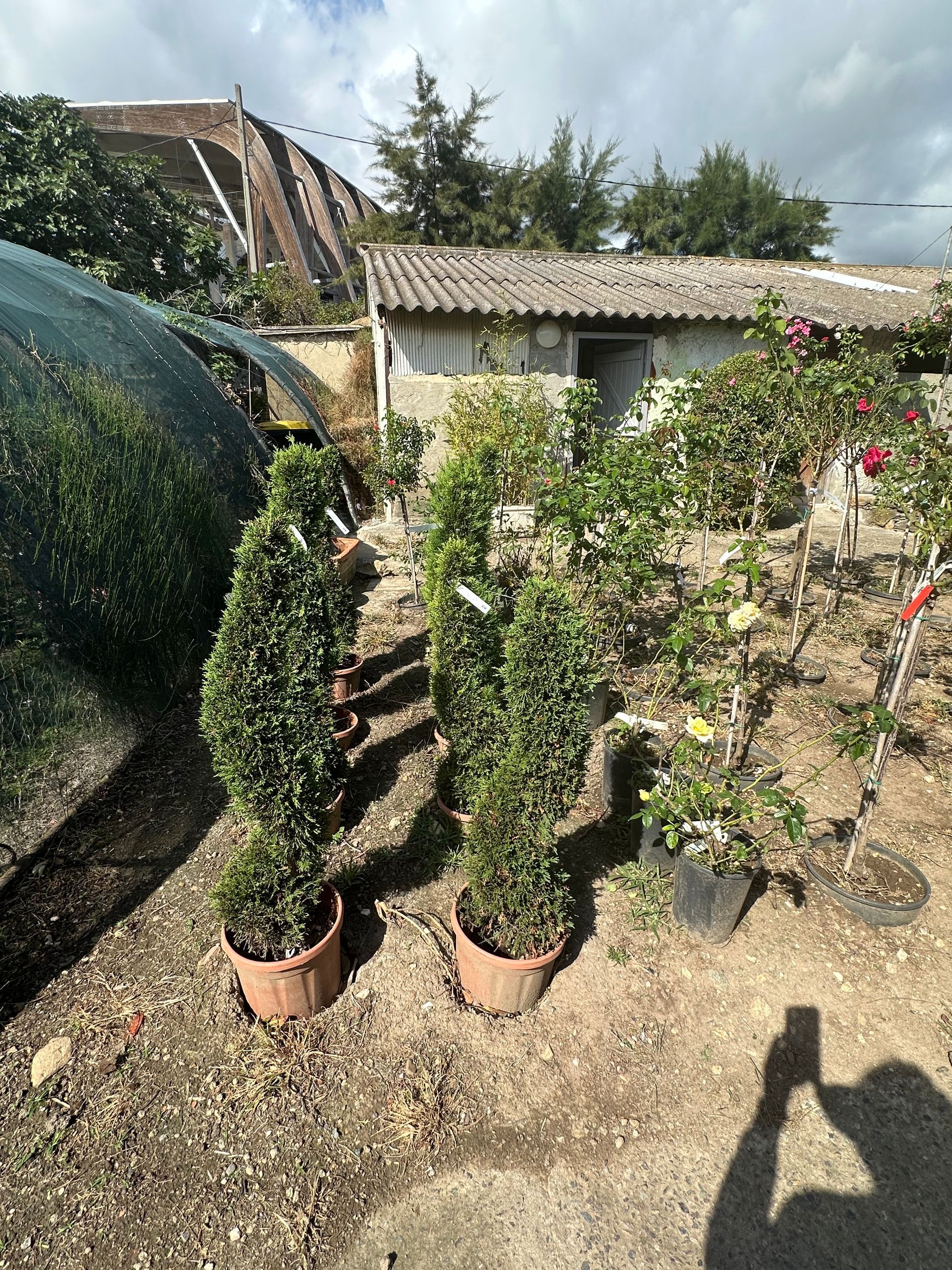 Sapins et plantes extérieures