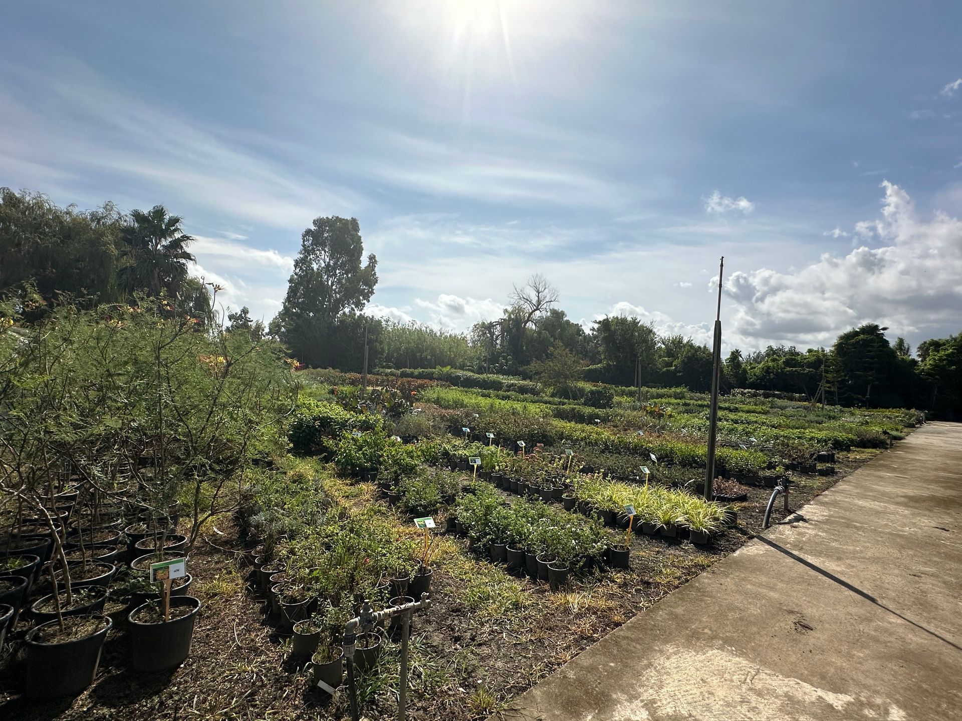 Champs de plantation