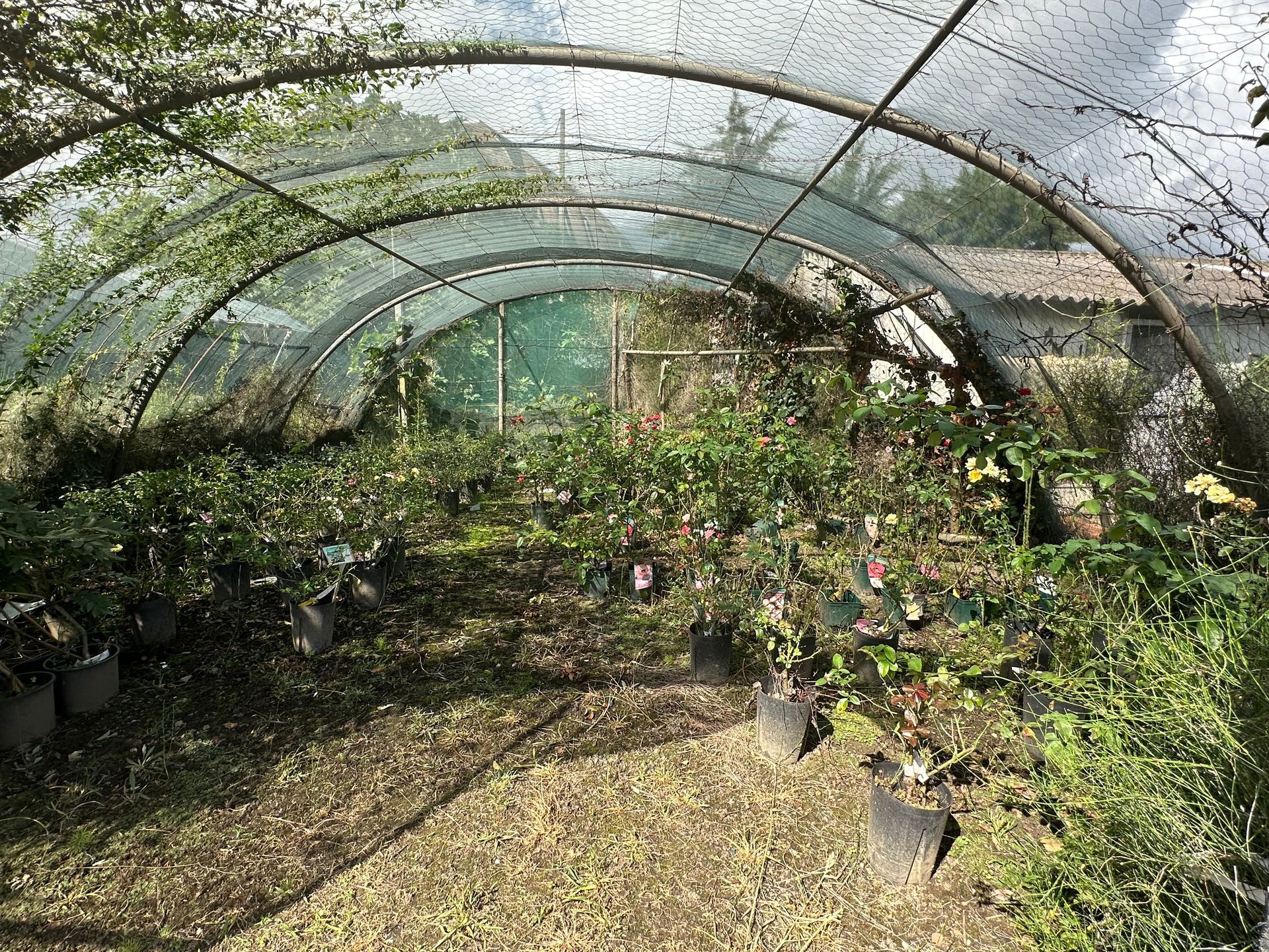 Plantes sous serres transparentes