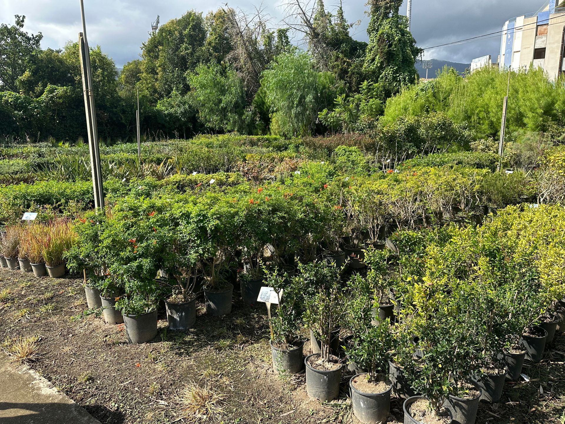 Expositions de plantes et arbustes en pots