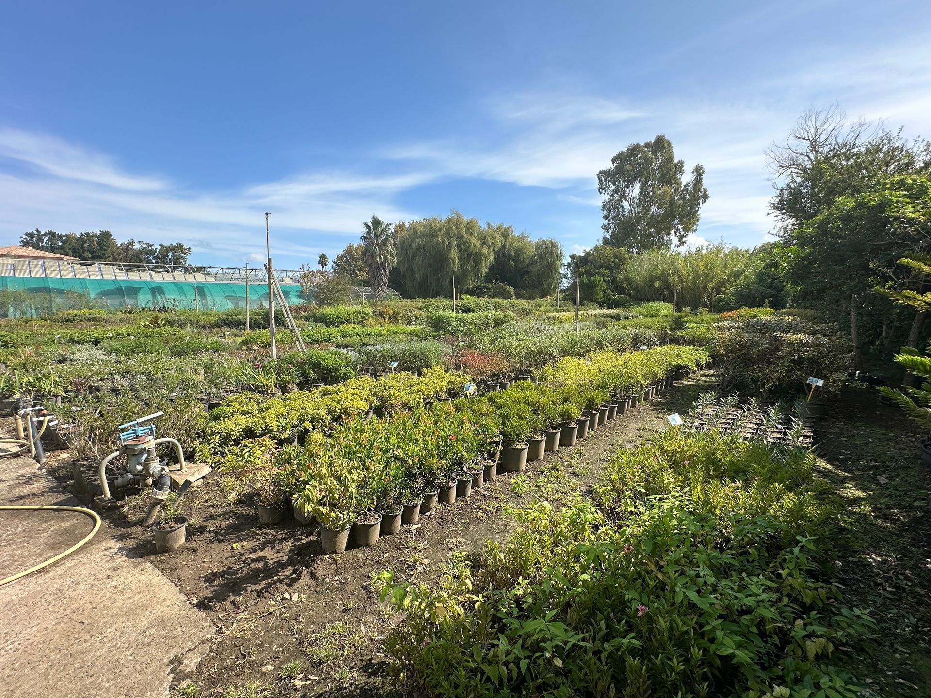 Sélection de plantes en pots en exposition