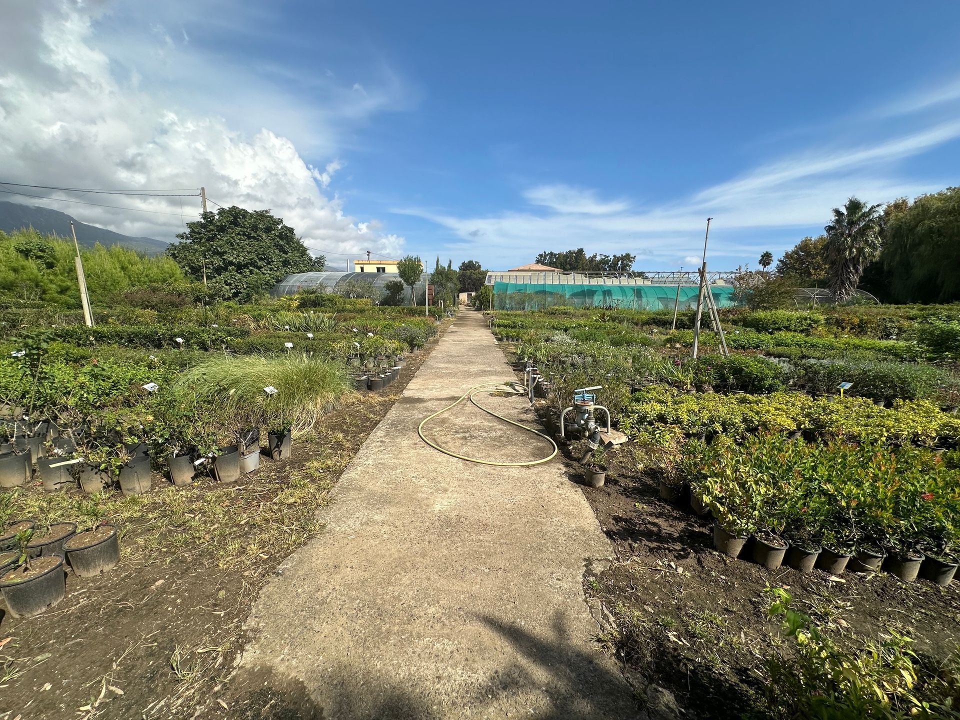 Grande allée avec plantes en pots