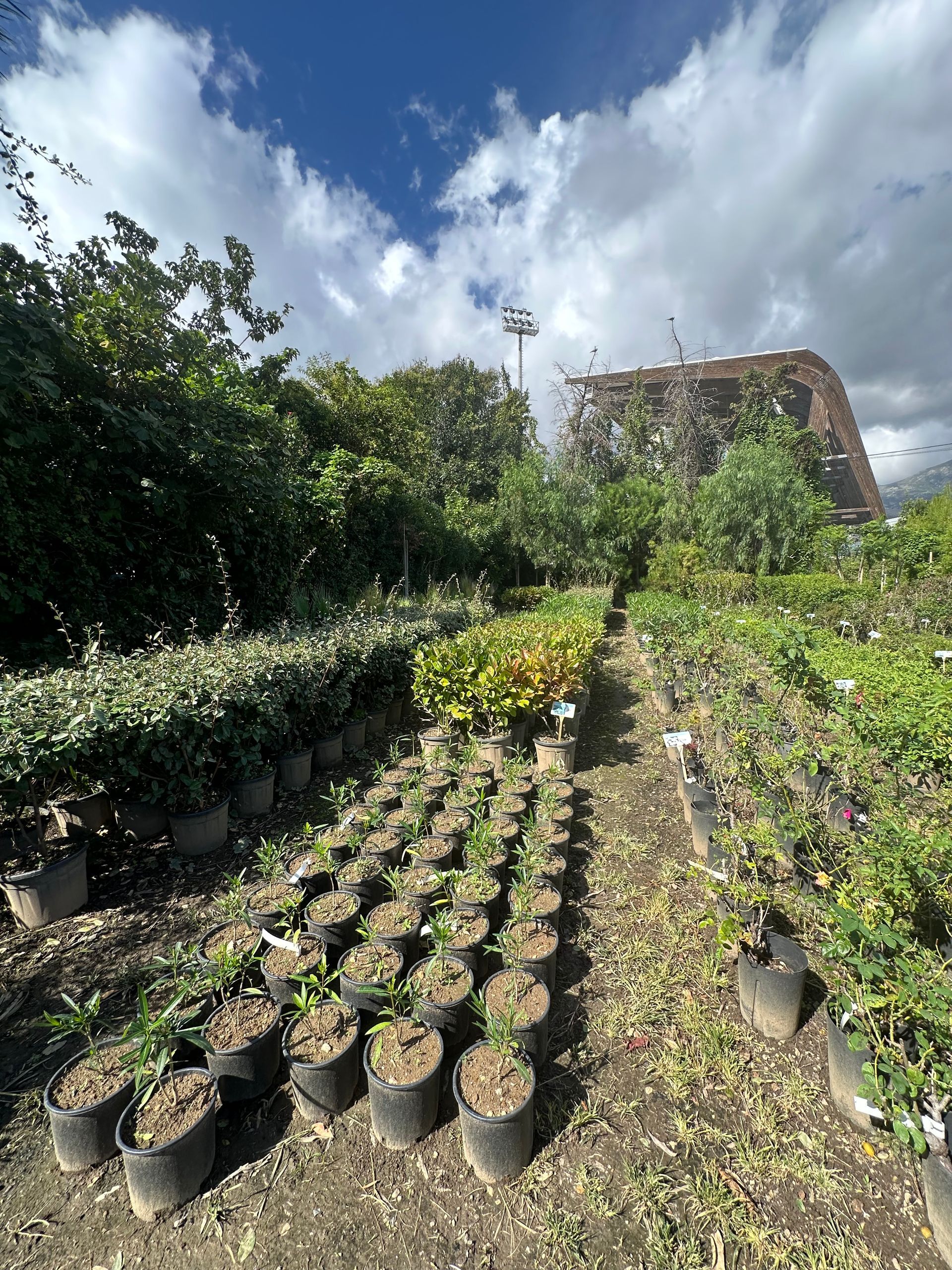 Plantation de plantes dans des pots