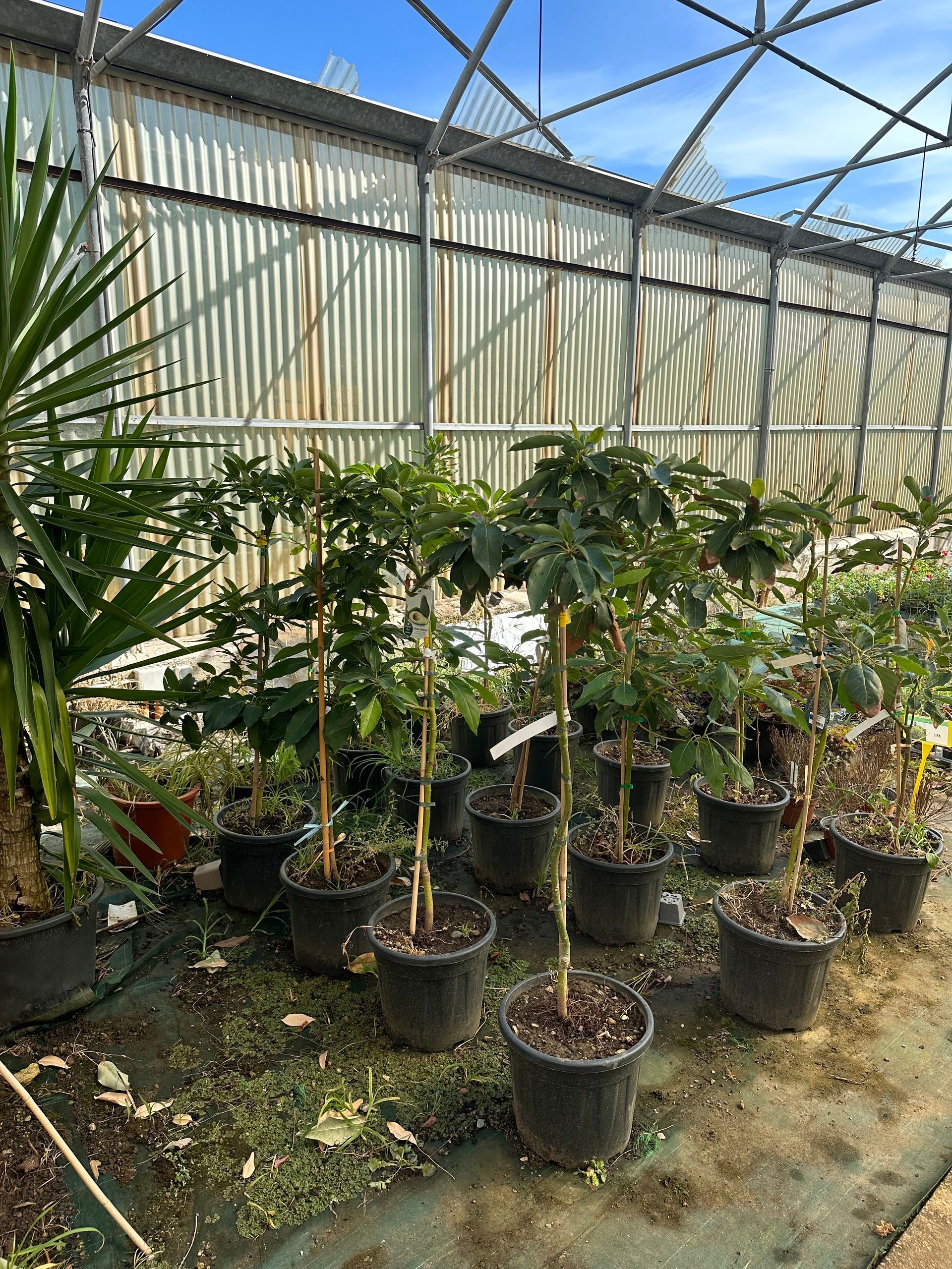 Arbres et figuiers sous serre