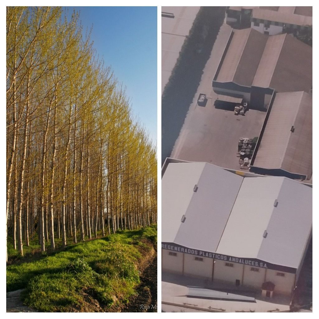Una vista aérea de un edificio al lado de una hilera de árboles.