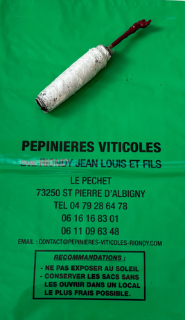 Image : un plant en vigne-motte.