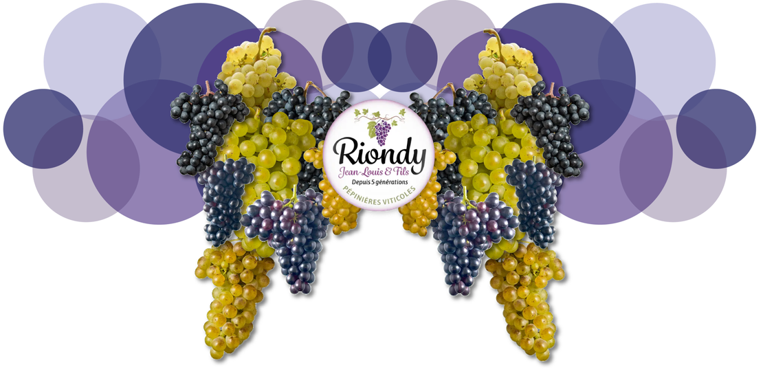 Logo Riondy Jean-Louis & fils aves des grappes de raisin