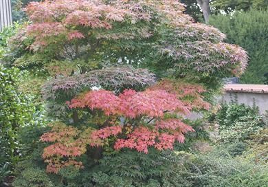 Ein Baum mit roten Blättern ist von anderen Bäumen und Büschen umgeben.