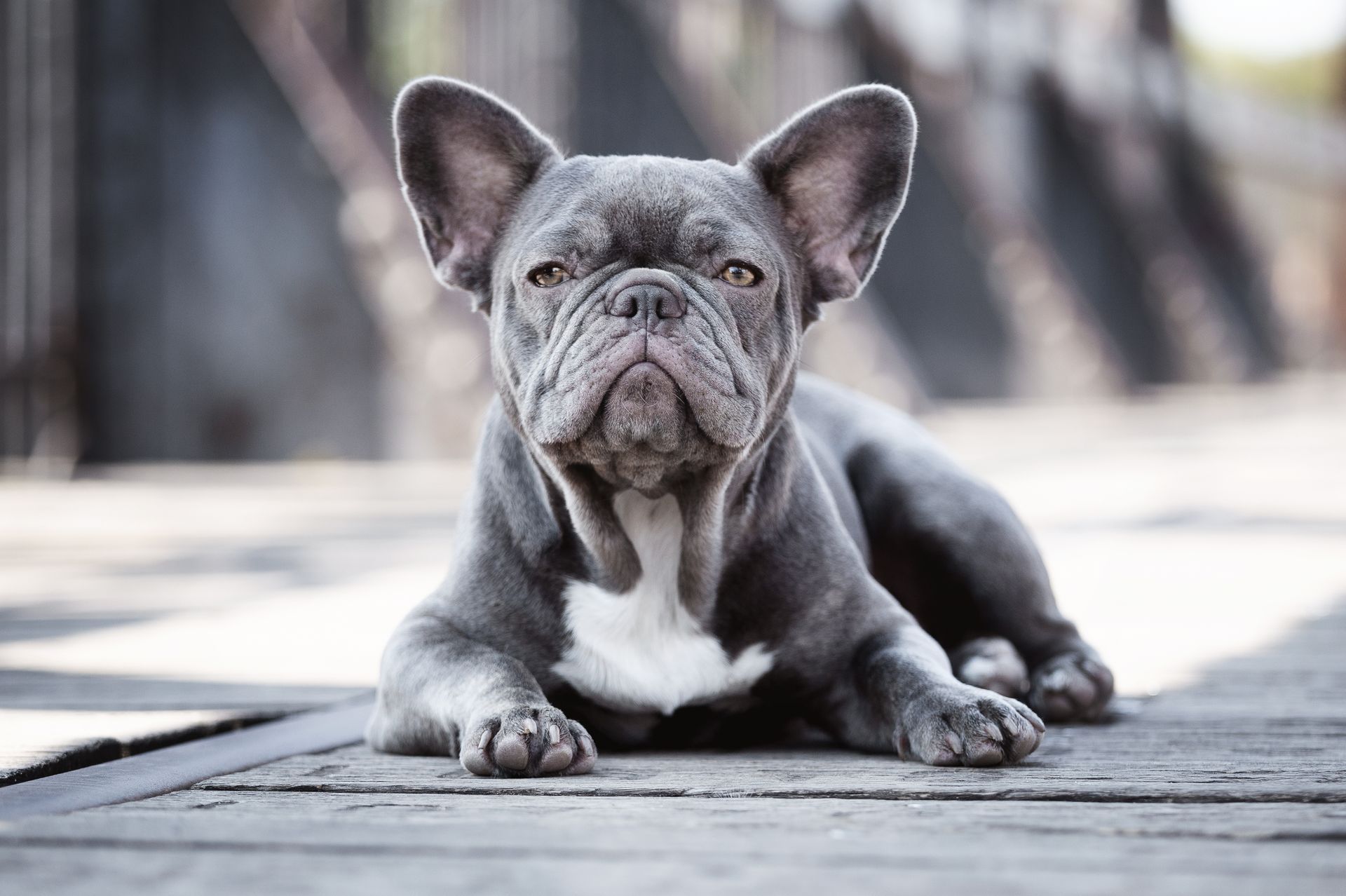Chien bouledogue