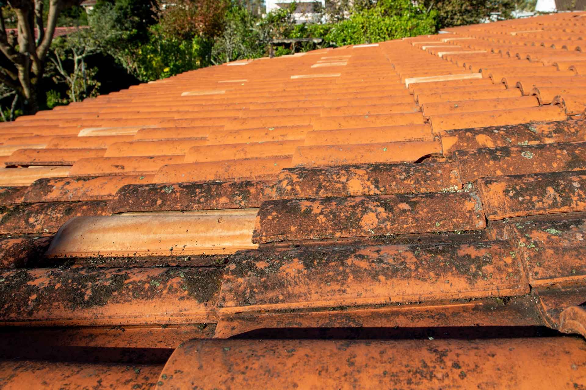 Des tuiles avec de la moisissure dessus