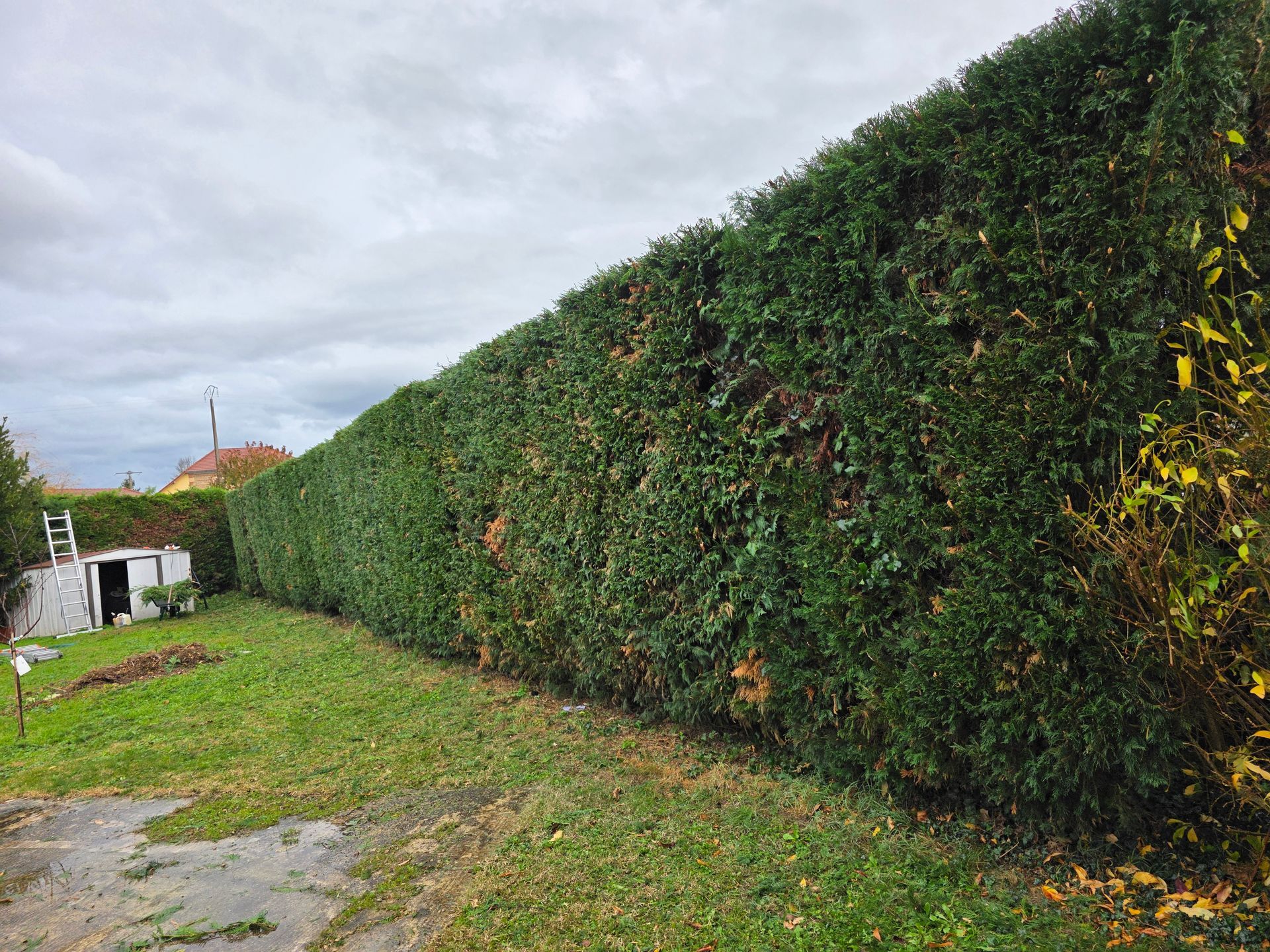 Longue haie verte le long d'un chemin herbeux, à côté d'une allée de gravier humide sous un ciel nuageux.