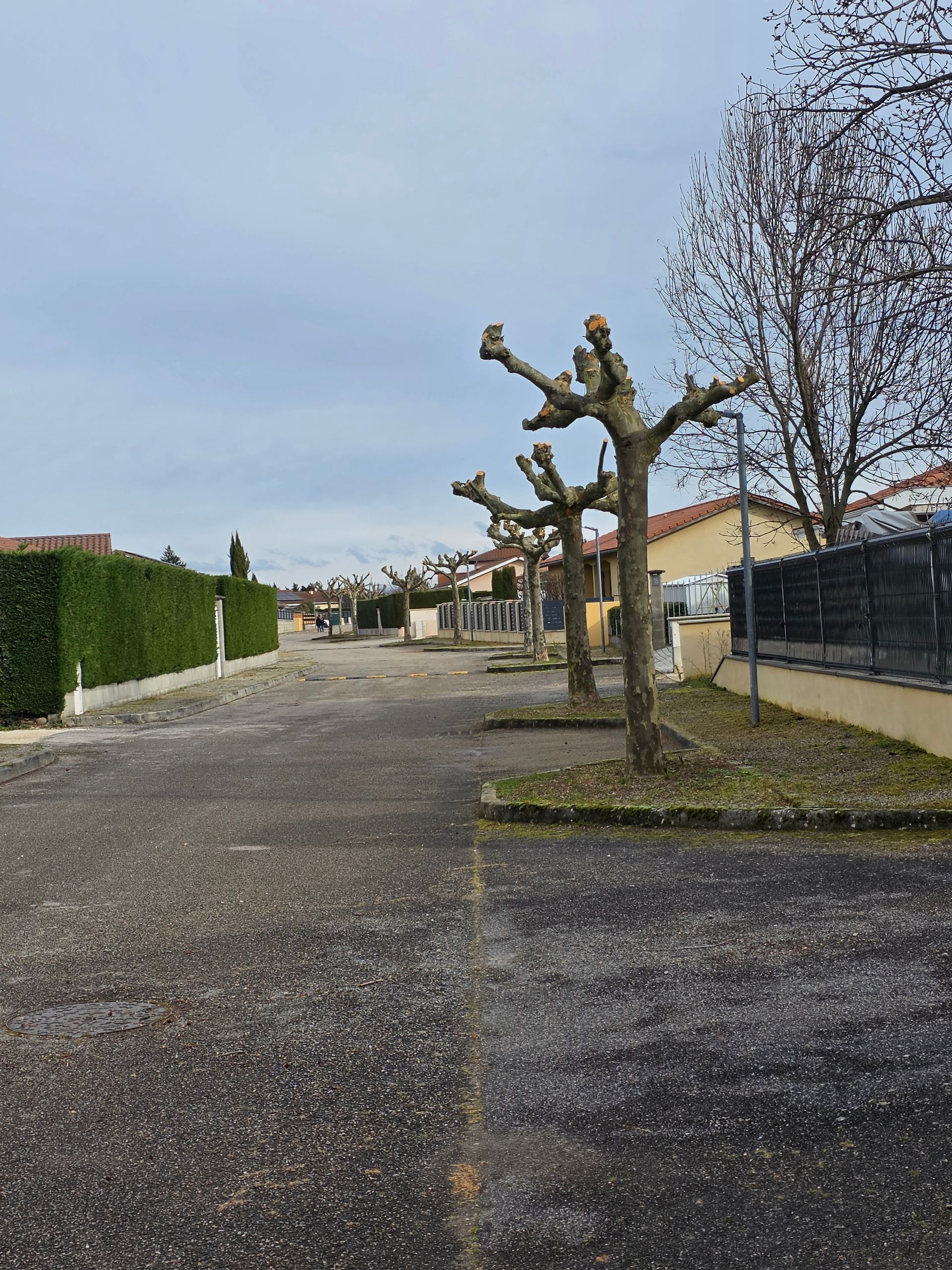 Chemin pavé désert bordé d'arbres taillés et de maisons sous un ciel nuageux.