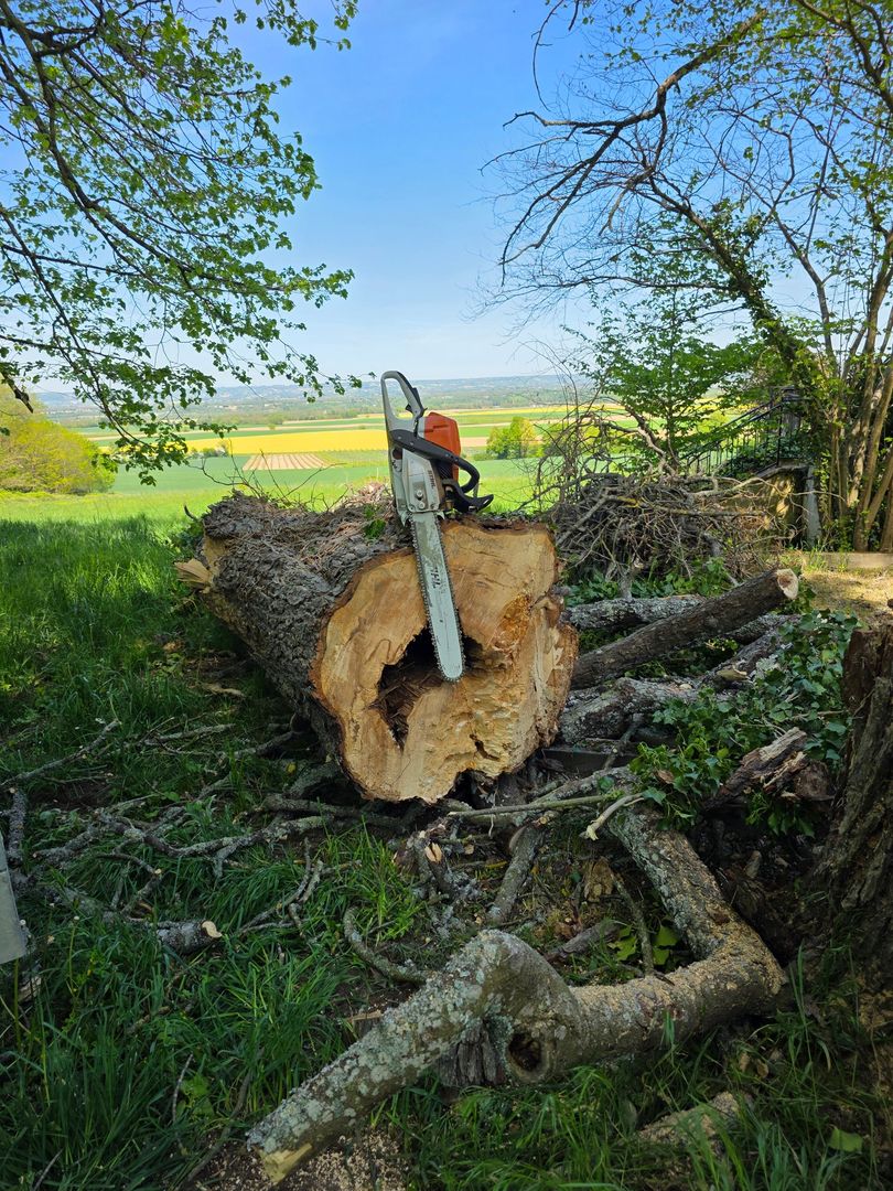 Une tronçonneuse repose dans un tronc d'arbre fraîchement coupé, au milieu de branches tombées dans un champ boisé.
