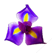 Fleurs aux Iris