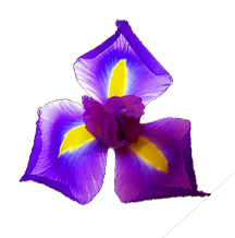 Fleurs aux Iris