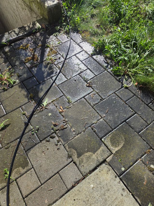 Dalles de pierre ensoleillées, recouvertes de mousse et de mauvaises herbes, bordant un chemin de jardin.