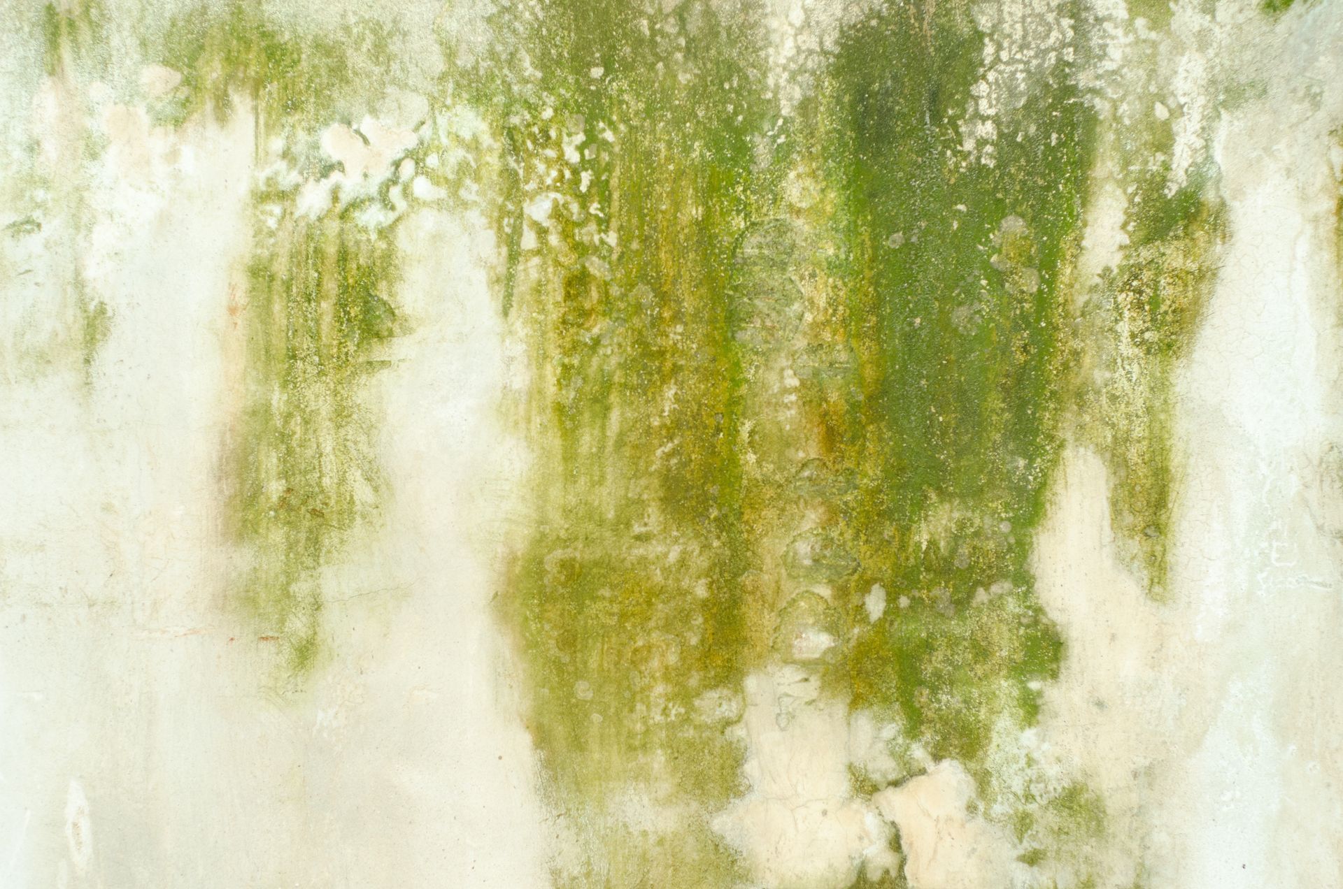 Des algues sur un mur en béton.