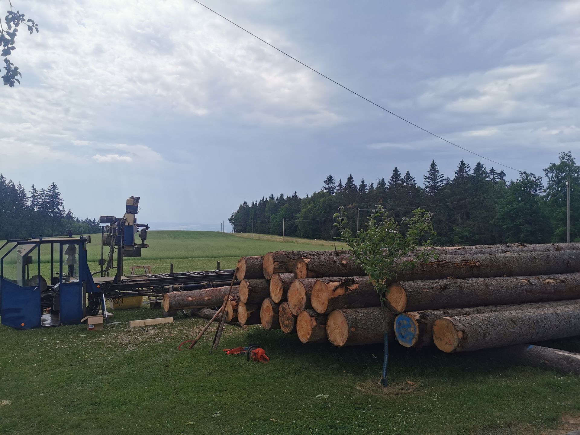 Im Wald gefällte Bäume durch Tribale Günter Mobiles Sägewerk