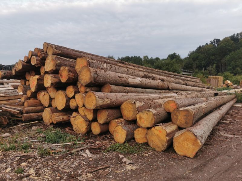 gefällte Baumstämme von Tribale Günter Mobiles Sägewerk