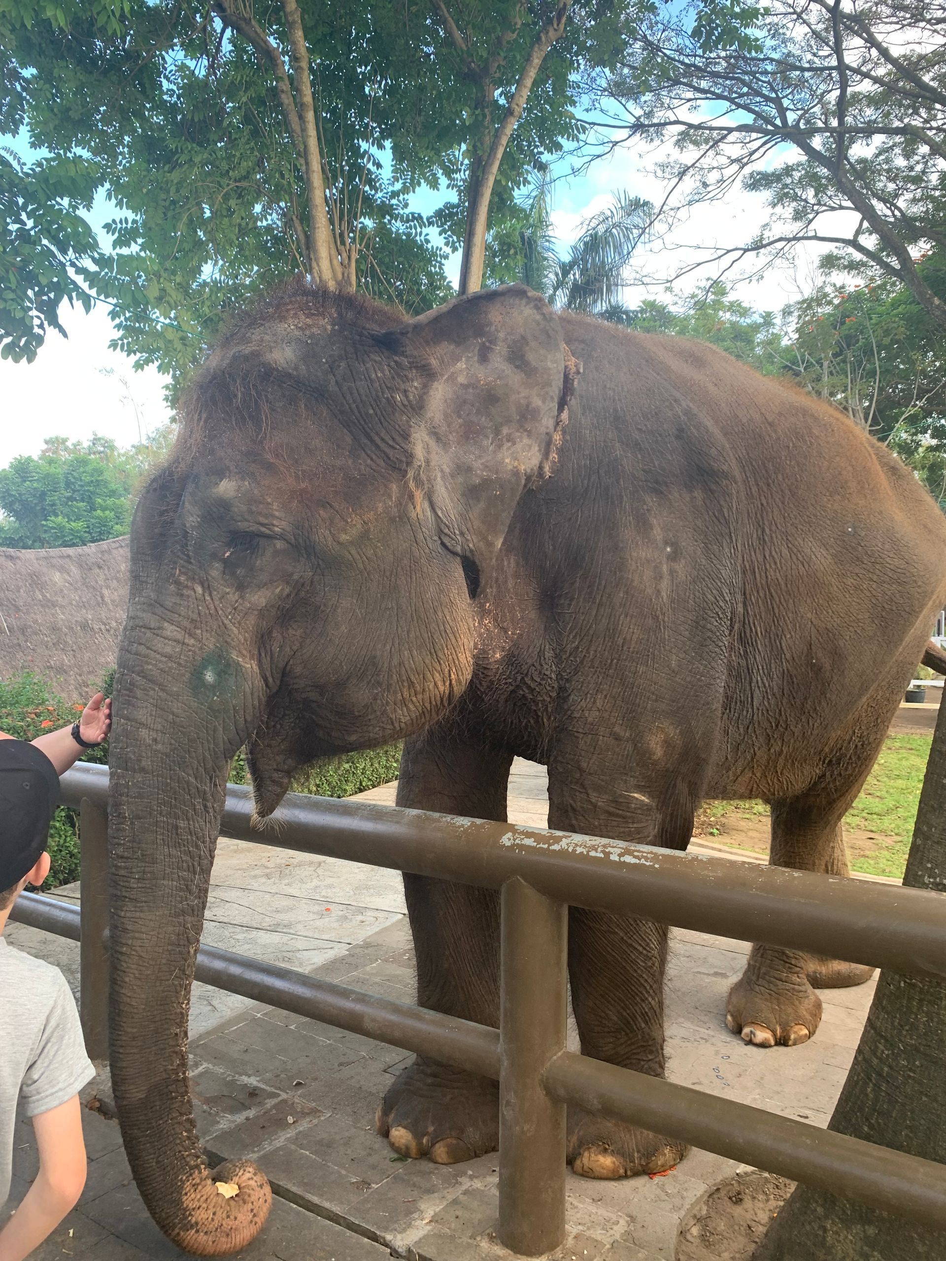 A man is petting an elephant behind a fence.