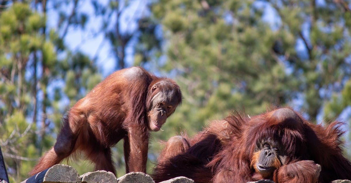 Two orangutans are standing next to each other on top of a wooden fence.