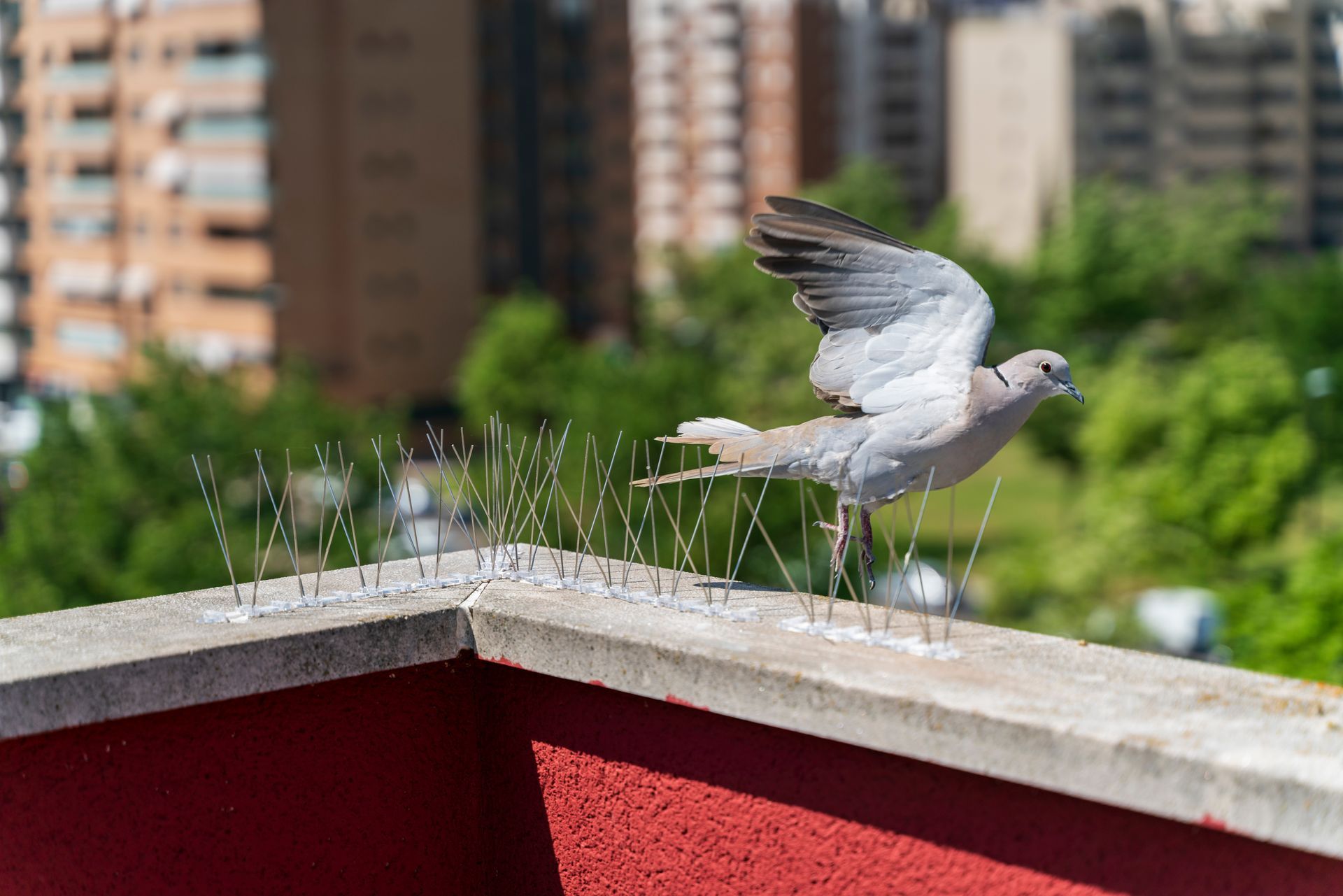 Pics antipigeons installés sur la terrasse d'un immeuble et une colombe qui part s'installer ailleurs