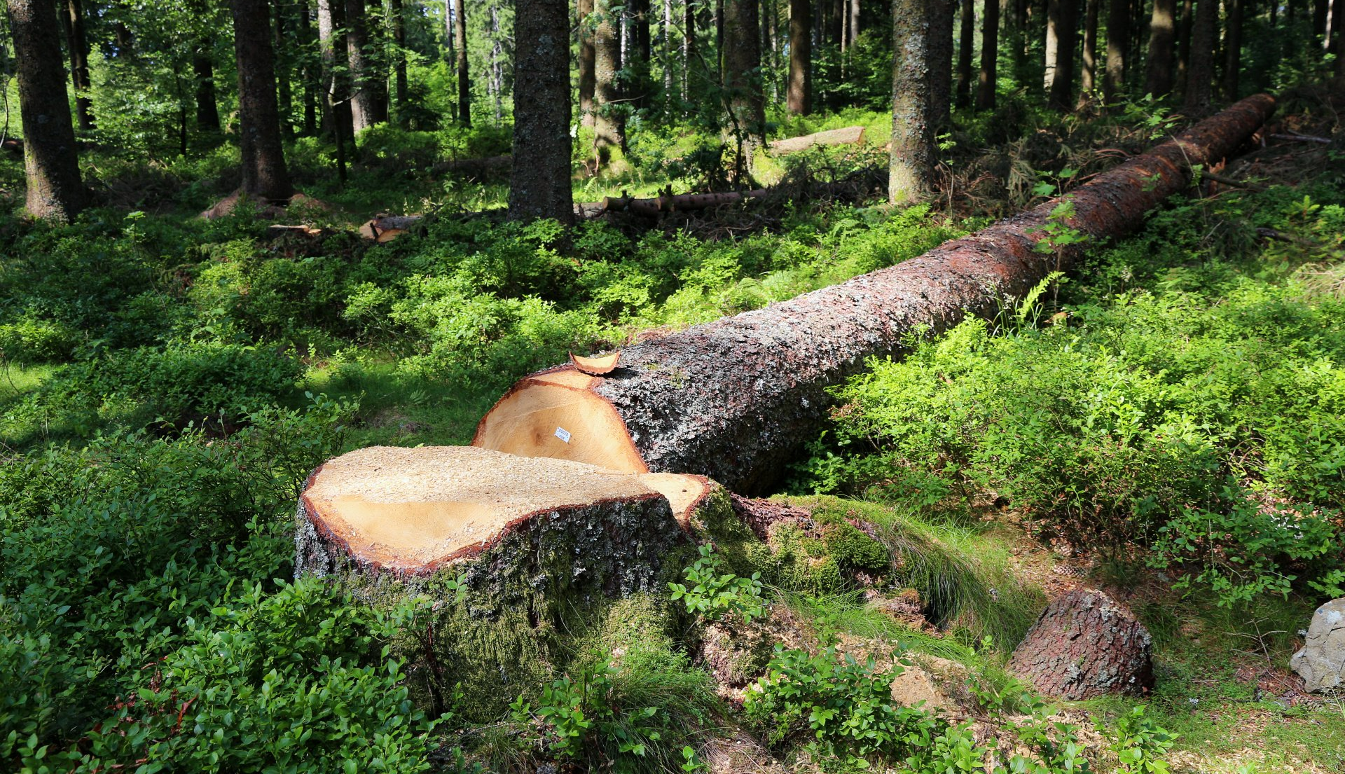 Abattage d'un arbre en forêt
