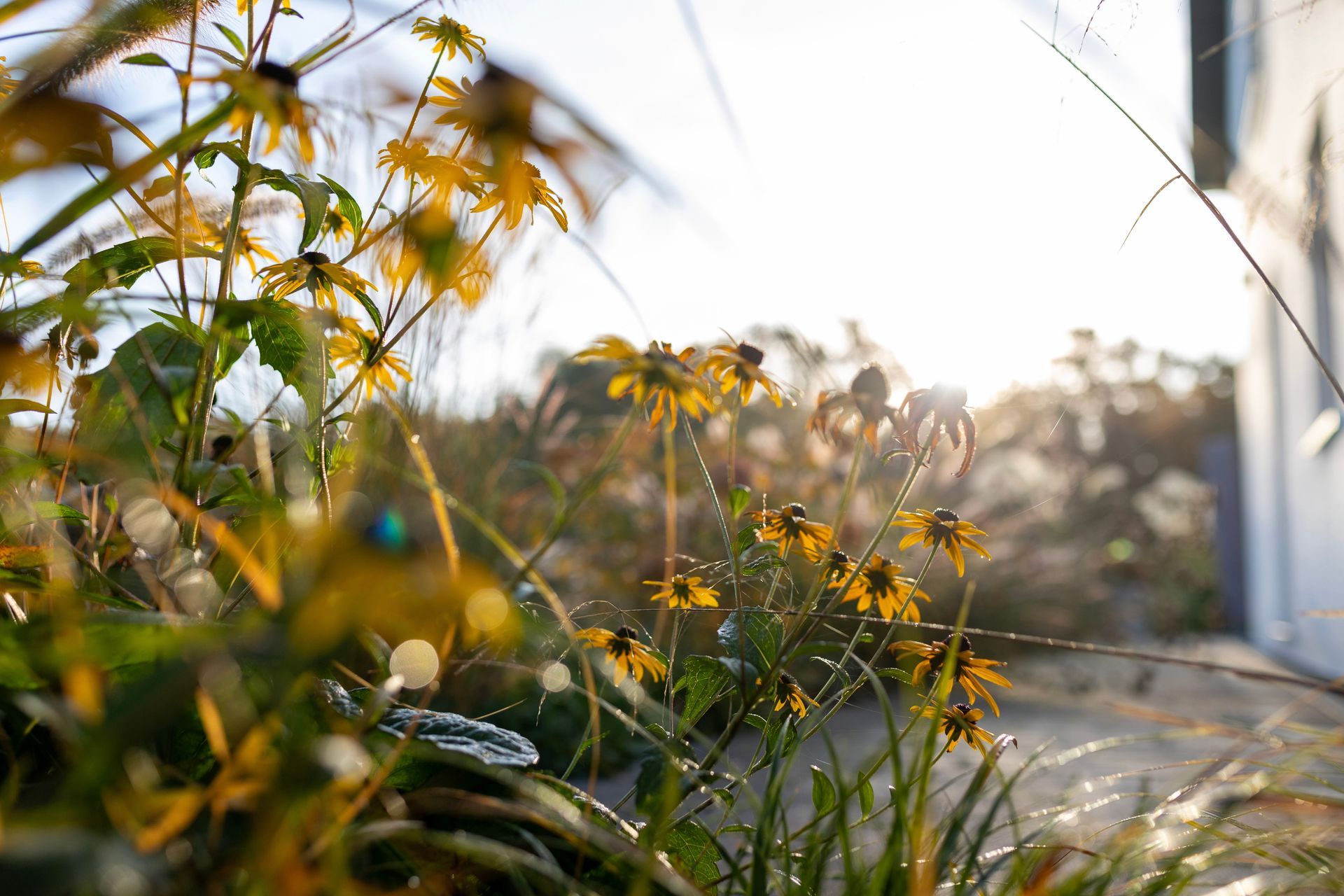 Blumenbeet, gepflanzt von Tirschmann Garten- und Landschaftsbau