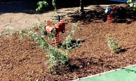 Von Tirschmann Garten- und Landschaftsbau angelegtes Blumenbeet