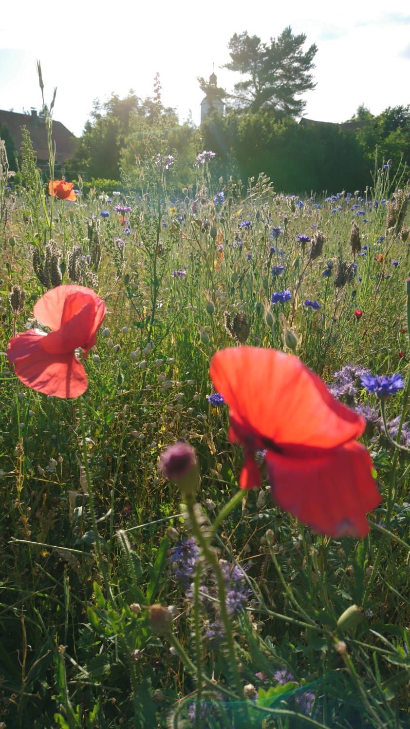 Von Tirschmann Garten- und Landschaftsbau angelegte Wildwiese