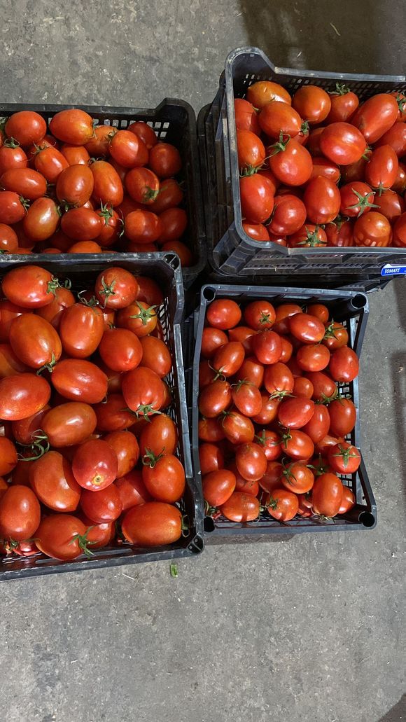 Tres cajas llenas de tomates están en el suelo.