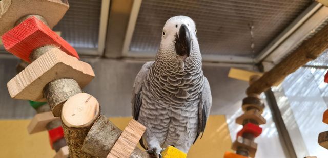 12 Stück Kauspielzeug Für Papageien – Schraubenförmiges Vogelspielzeug, Bunt – Für Sittiche & Nymphensittiche