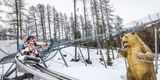 Luge Caribou hiver Vars