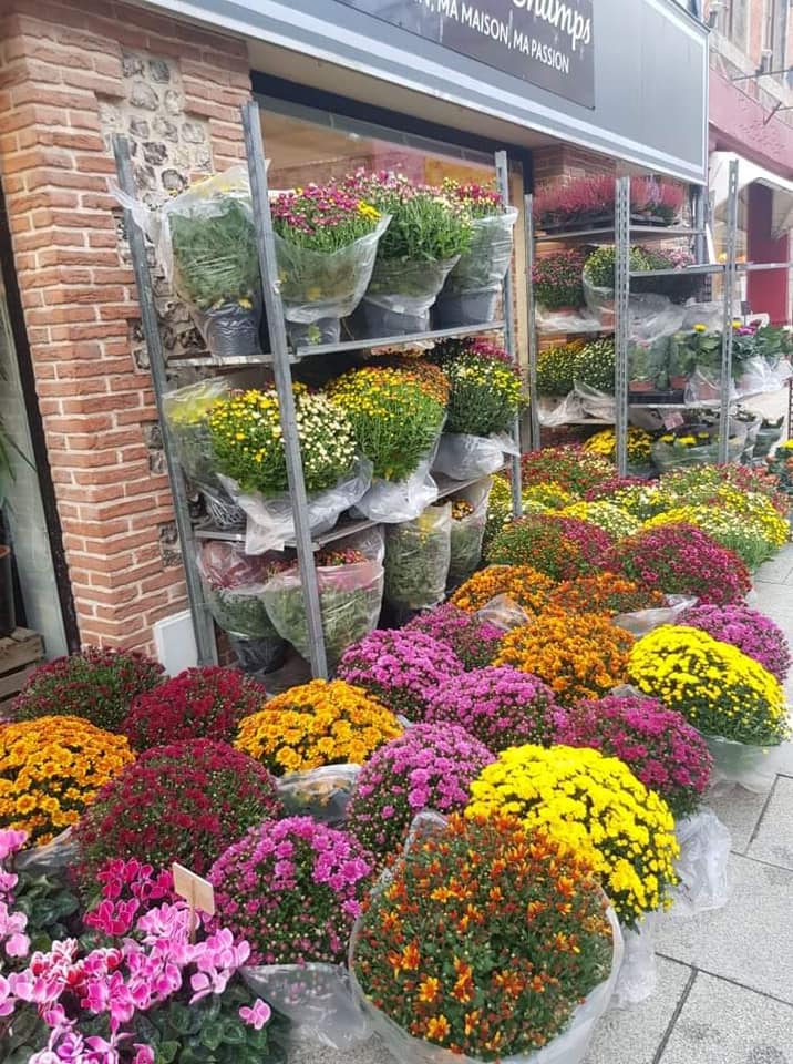 Plantes d'extérieur