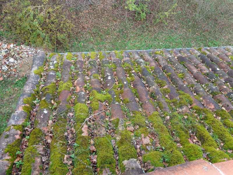 Toiture avec beaucoup de mousse et feuilles mortes dessus