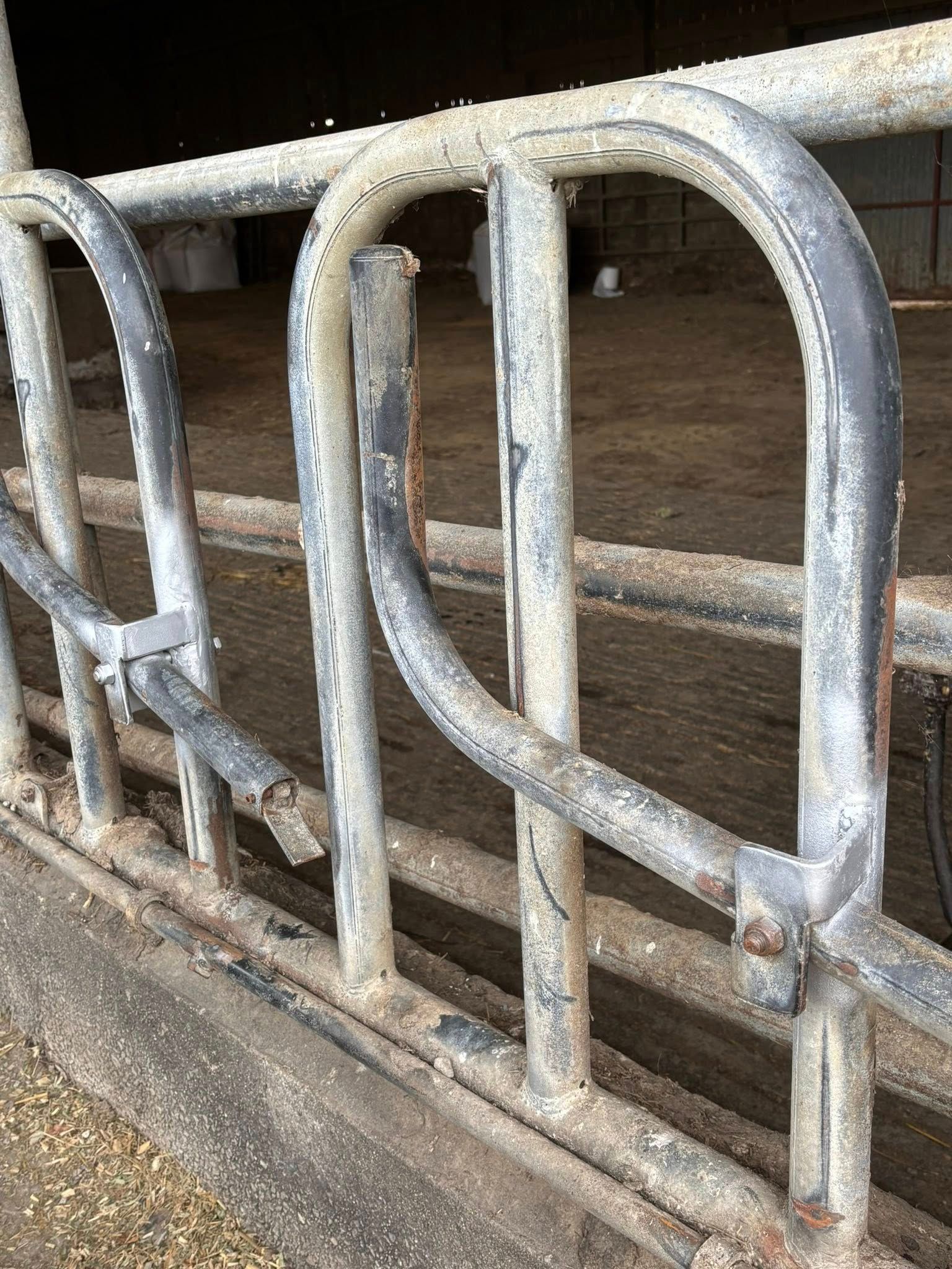 Cornadis pour la contention d'ovins.