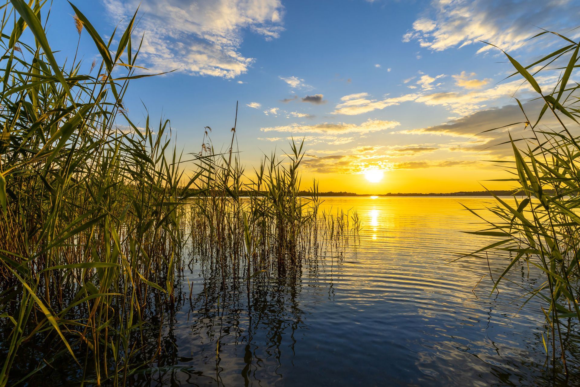 Sonnenuntergang über einem ruhigen See mit hohem Schilf und goldenen Spiegelungen auf dem Wasser