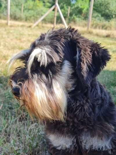 Chien schnauzer nain femelle