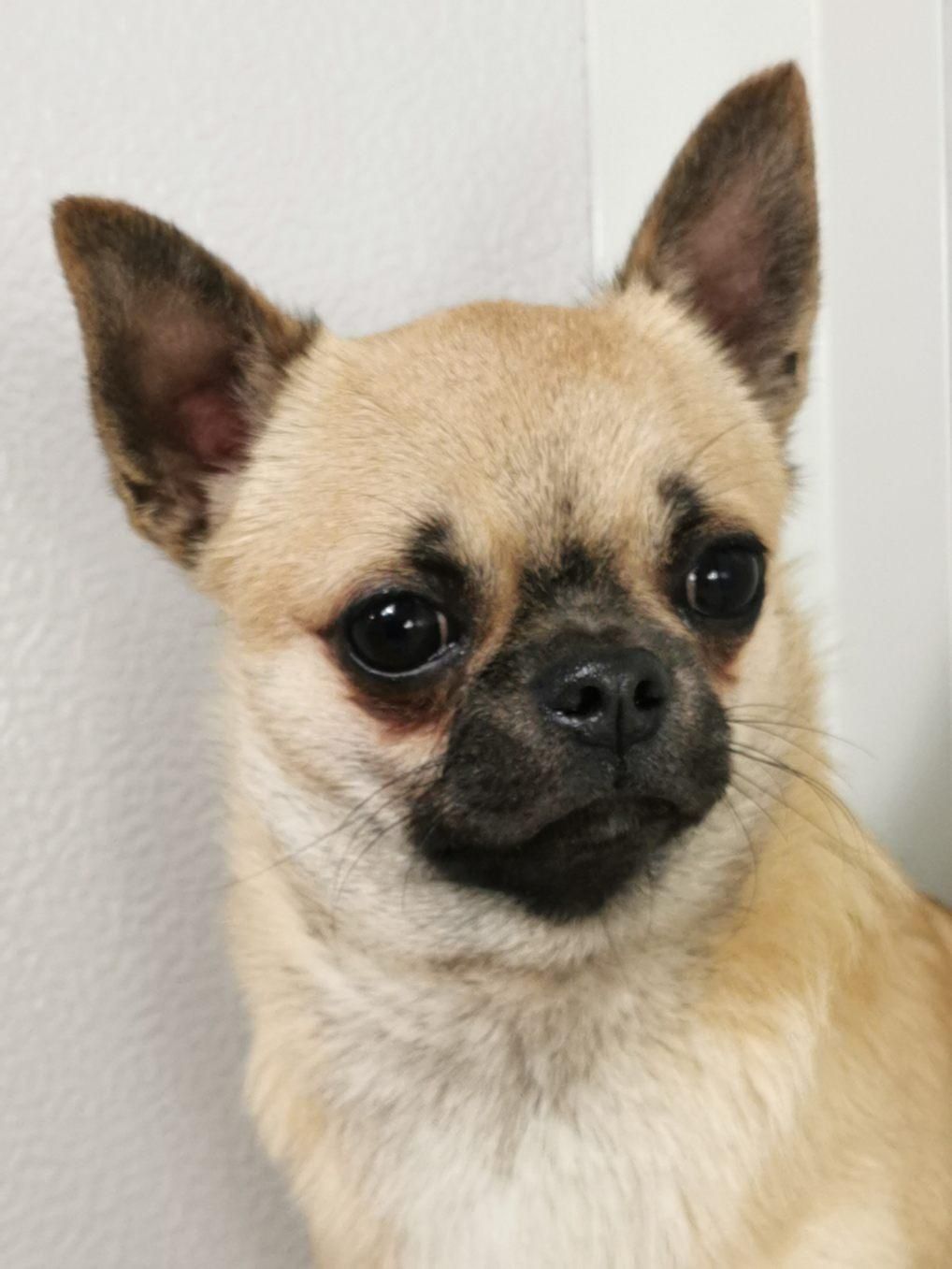 Chiot Chihuahua beige avec une expression curieuse.