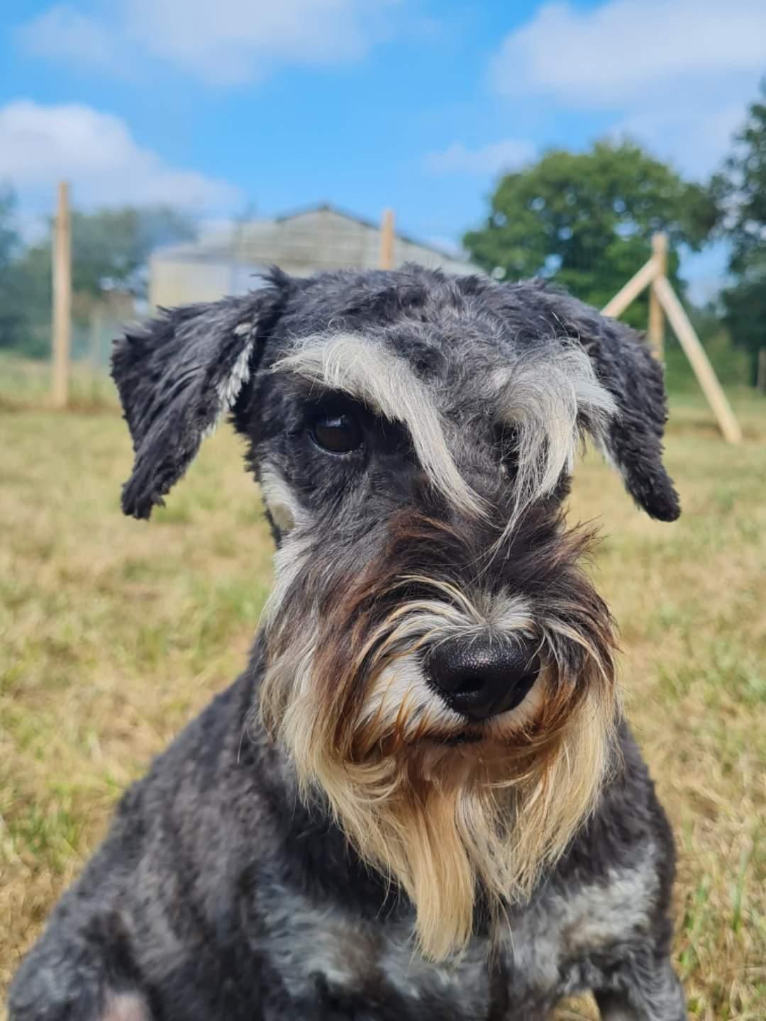 Schnauzer nain femelle à la retraite