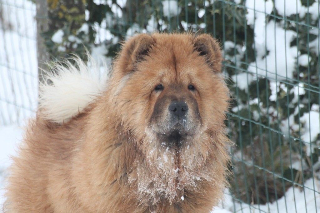 Chien chow chow mâle fauve