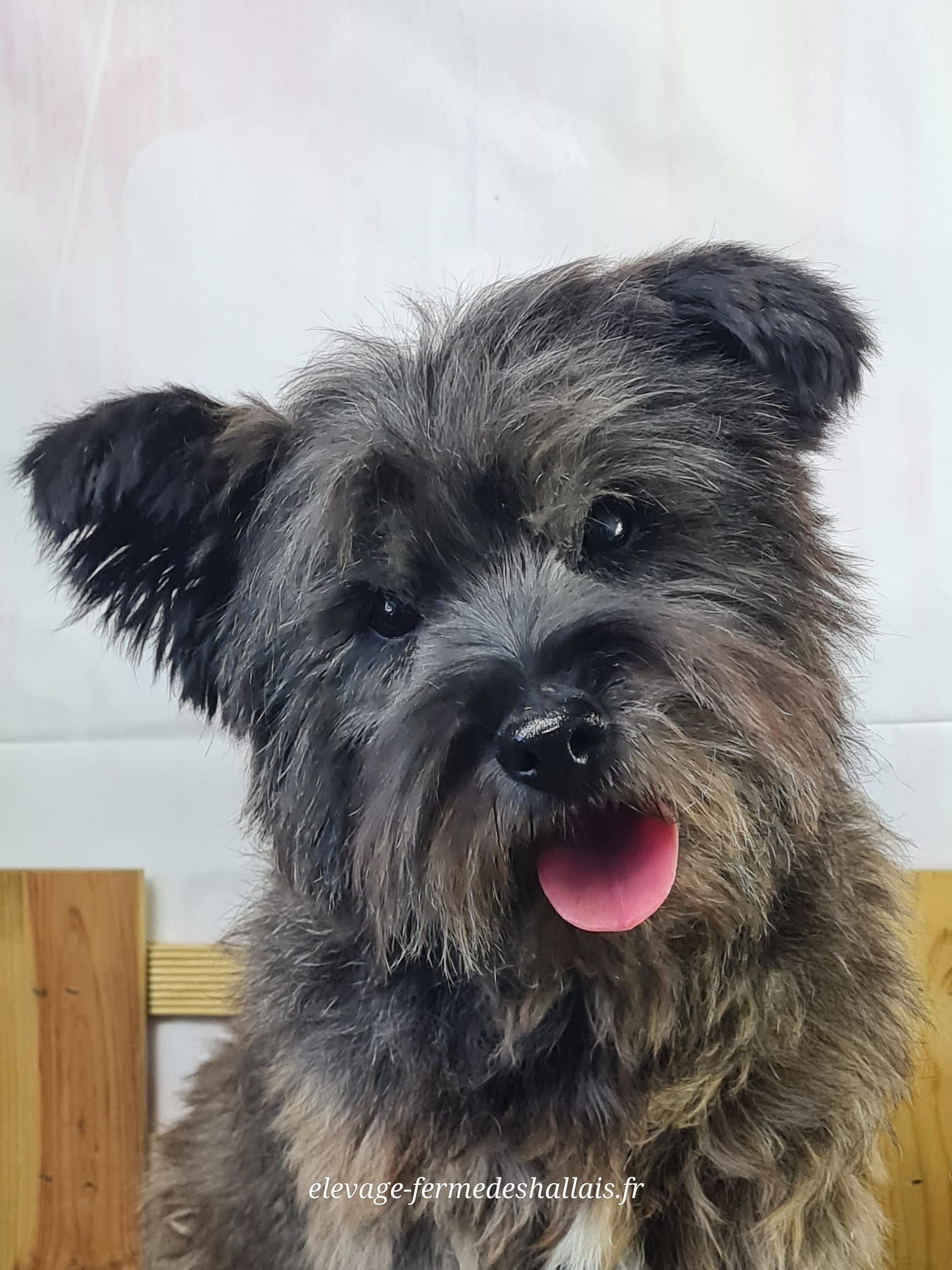 Chien femelle cairn terrier