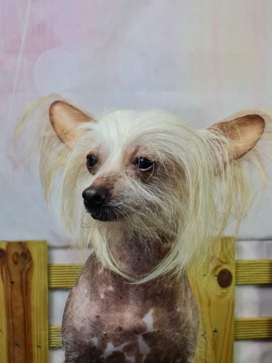 Chien chinois à crête femelle variété nue