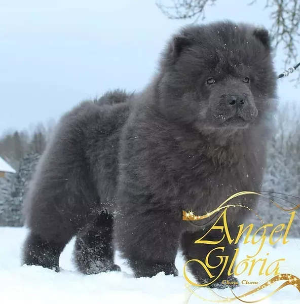Chiot Chow-Chow gris.