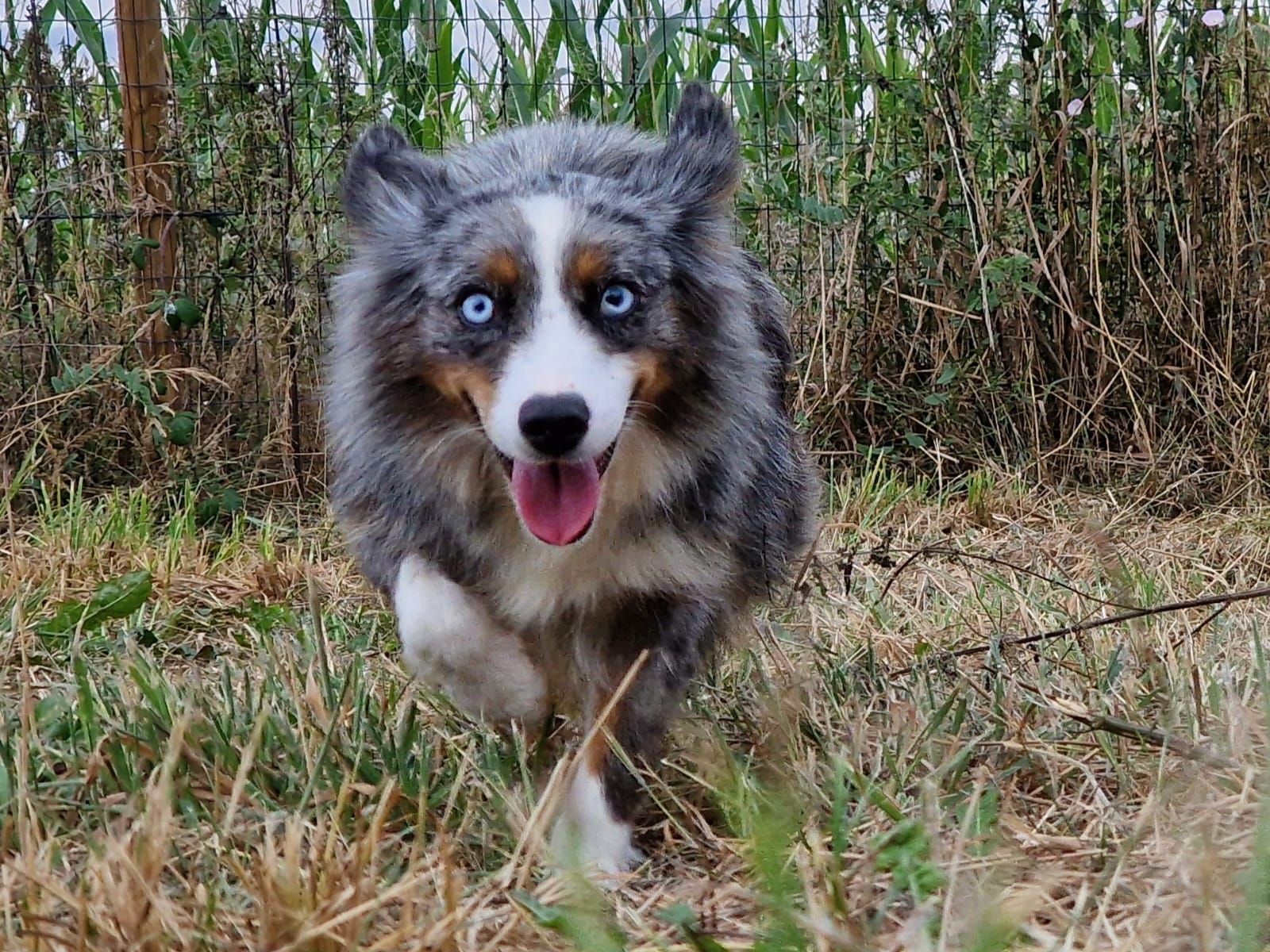 Chien tricolore aux yeux bleu courant dans l'herbe