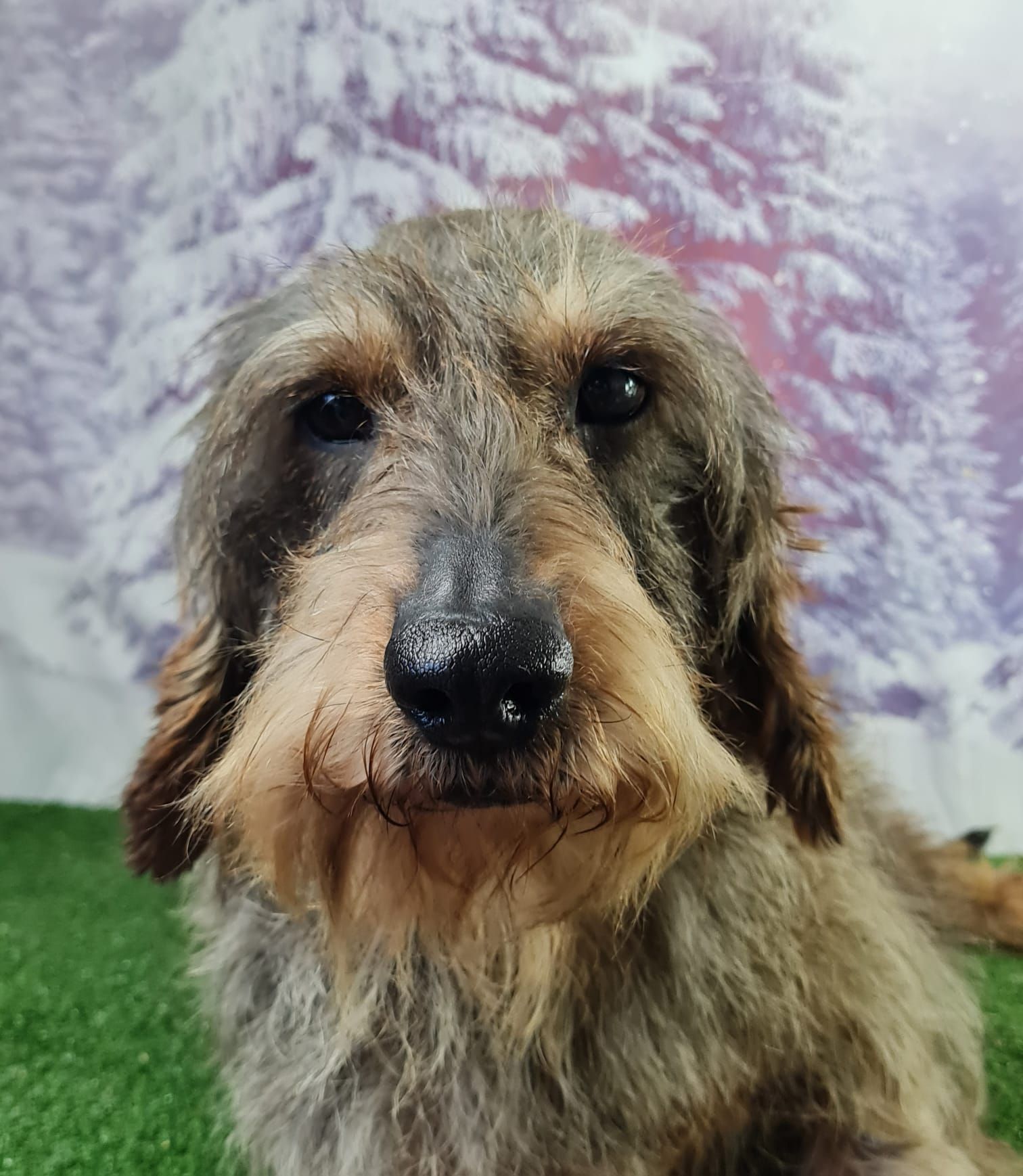 Chien teckel poil dur femelle