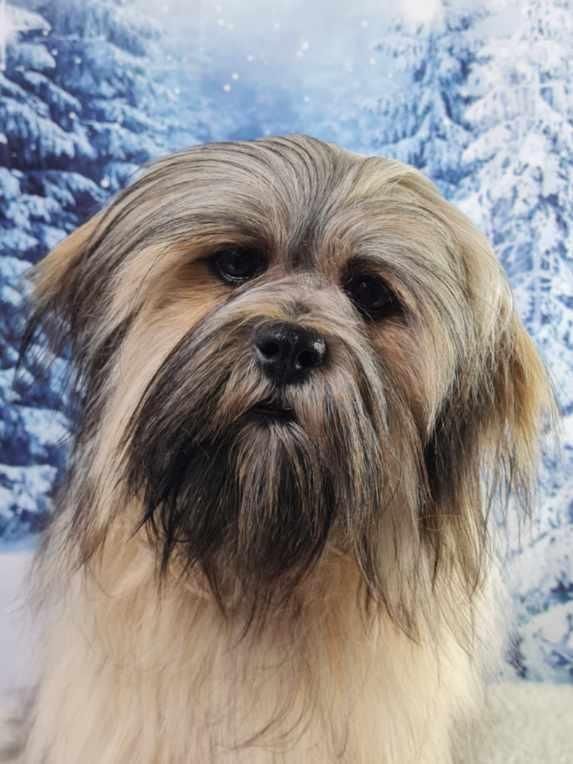 Adoption d'un jeune Lhassa Apso