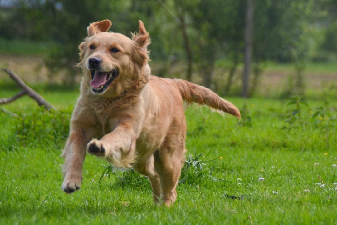 chienne Golden Retriever - la Ferme des Hallais Tours
