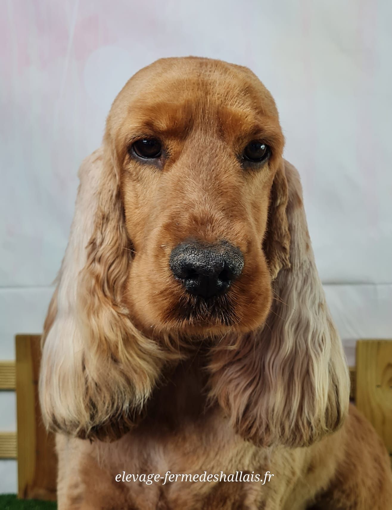 Chien cocker anglais golden mâle